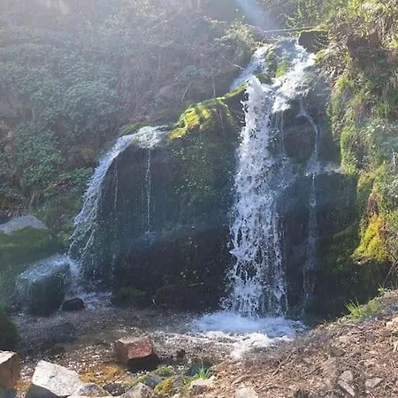 Winter Tale In The Forest Daire